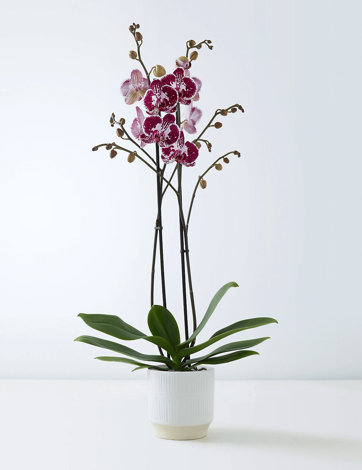 Orquídea Mesclada